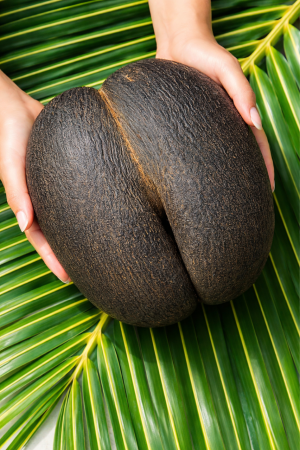 Il seme gigante da 20 kg che ha confuso il mondo per secoli